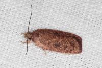 Agonopterix scopariella