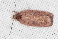 Agonopterix scopariella