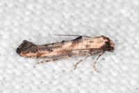 Epermenia aequidentella