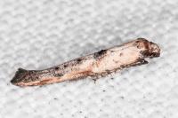 Epermenia aequidentella