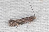 Aproaerema anthyllidella