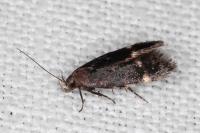 Aproaerema anthyllidella
