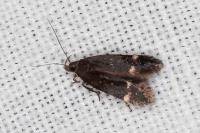 Aproaerema anthyllidella