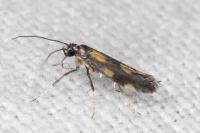 Euspilapteryx auroguttella