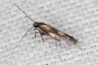 Euspilapteryx auroguttella
