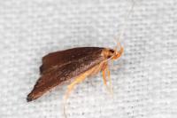 Eurodachtha pallicornella