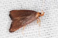 Eurodachtha pallicornella