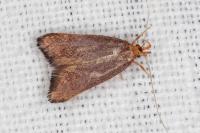 Eurodachtha pallicornella