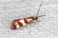 Micropterix aglaella