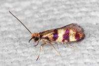 Micropterix aglaella