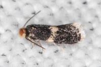 Ectoedemia albifasciella/pubescivora