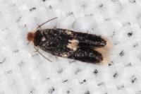 Ectoedemia albifasciella/pubescivora