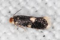 Ectoedemia albifasciella/pubescivora
