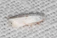 Opostegoides menthinella