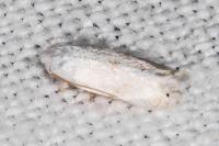 Opostegoides menthinella