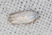 Opostegoides menthinella