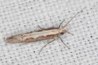 Plutella xylostella