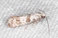 Scythropia crataegella