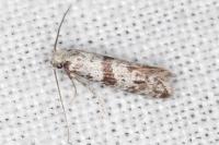 Scythropia crataegella