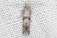Scythropia crataegella