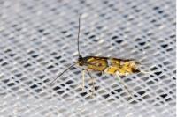 Phyllonorycter lautella