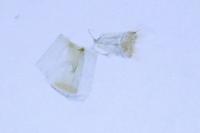 Phyllonorycter lautella