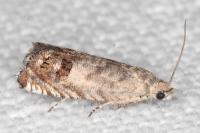 Cydia gr. succedana