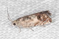 Cydia gr. succedana