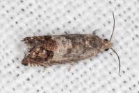 Cydia gr. succedana