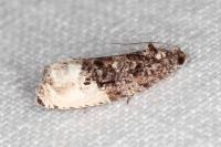 Hedya nubiferana