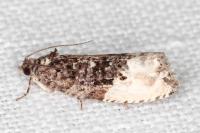 Hedya nubiferana