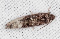 Hedya nubiferana