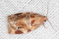 Archips xylosteana