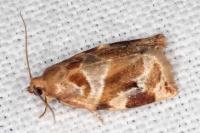 Archips xylosteana