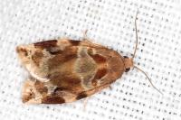 Archips xylosteana