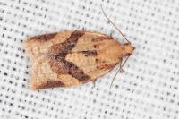 Clepsis consimilana