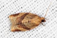 Clepsis consimilana