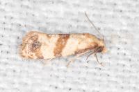 Phalonidia contractana
