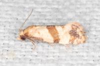Phalonidia contractana