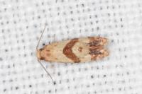 Phalonidia contractana