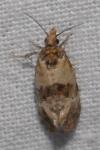 Neocochylis molliculana