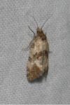 Neocochylis molliculana