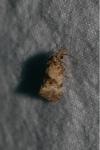 Neocochylis molliculana