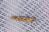 Scrobipalpa atriplicella