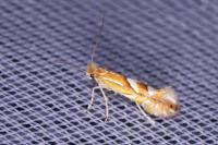 Phyllonorycter belotella