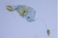 Phyllonorycter belotella