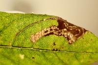 Stigmella obliquella