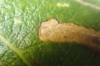 Stigmella obliquella