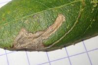 Stigmella obliquella