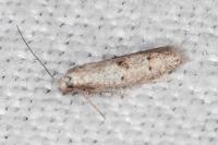 Symmocoides oxybiella